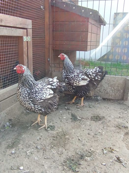 Jajka lęgowe wyandotte srebnołuskowane Kochin olbrzymi silki