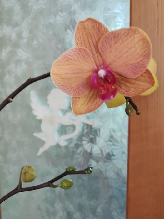 Орхидея цветущая