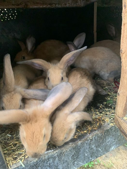mlode kroliczki rasy nowozalandzkiej
