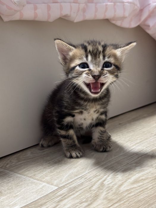 Котятки ищут дом