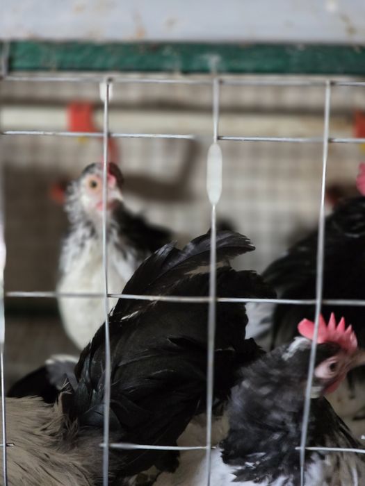 Кури породи Лакінфельдер