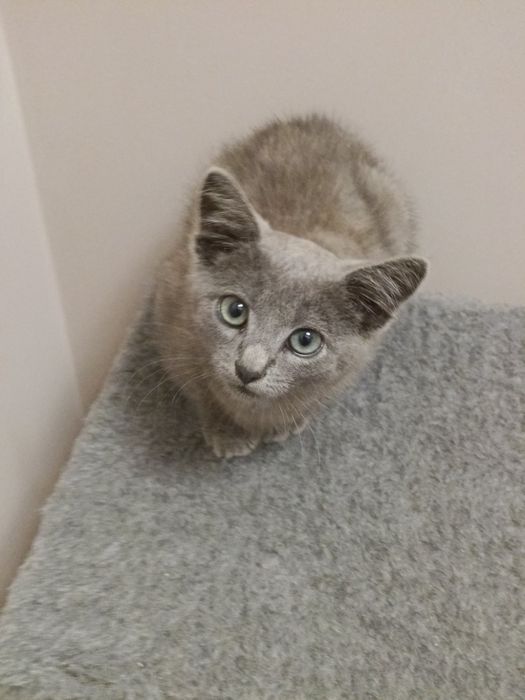 Котик в добрі руки