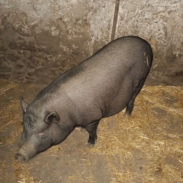 В'єтнамська свиня