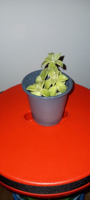 Кімнатна квітка/ рослина Ехеверія