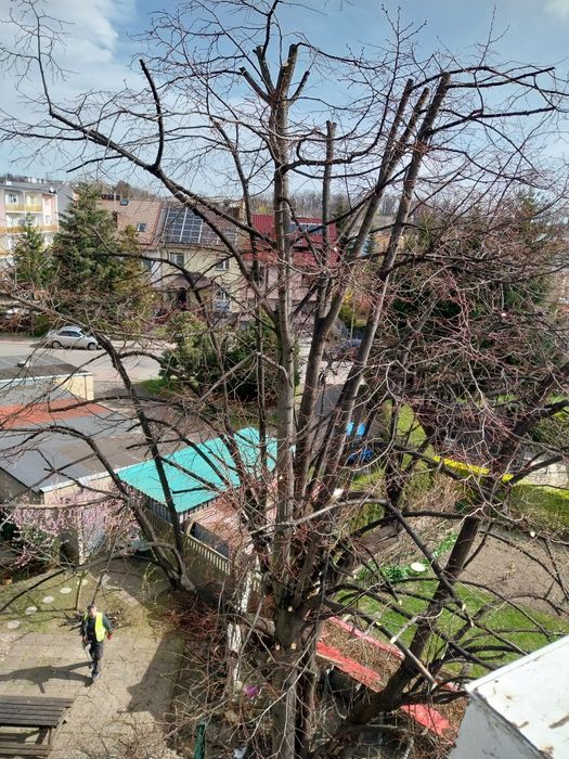 Wycinka/pielęgnacja drzew, mulczowanie zarośli przycinanie tuji i żywo