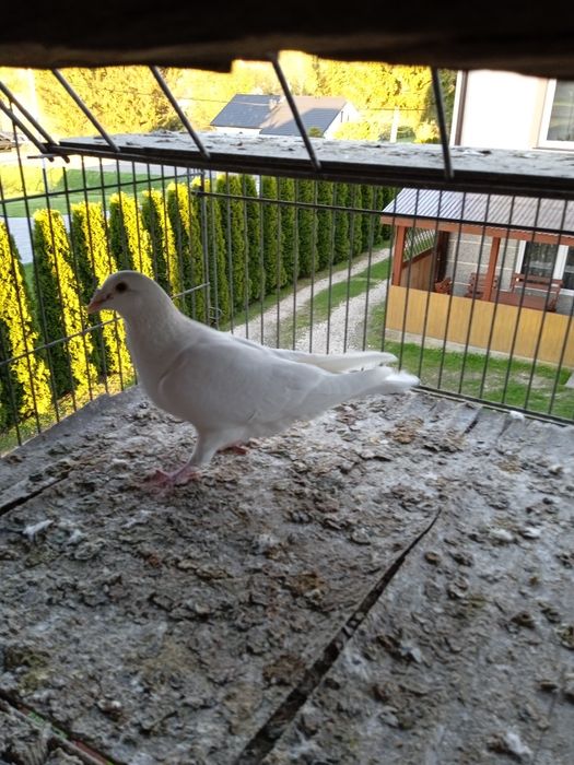 Sprzedam białe młode gołębie