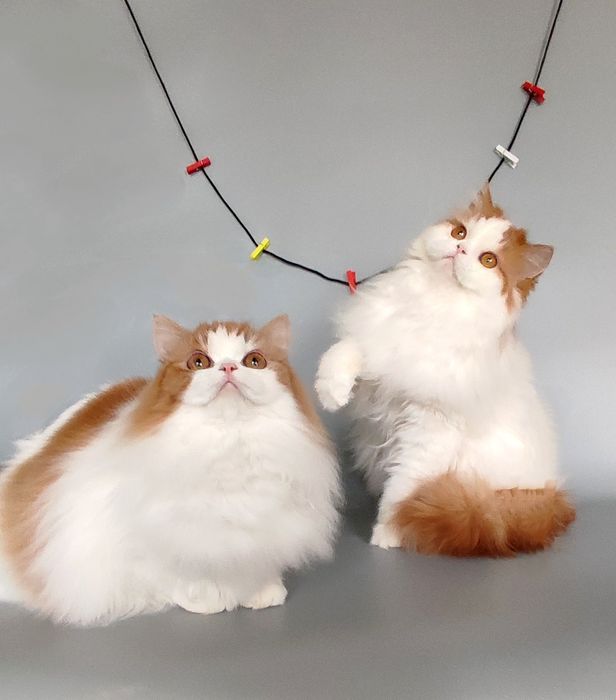 Шотландська кішечка