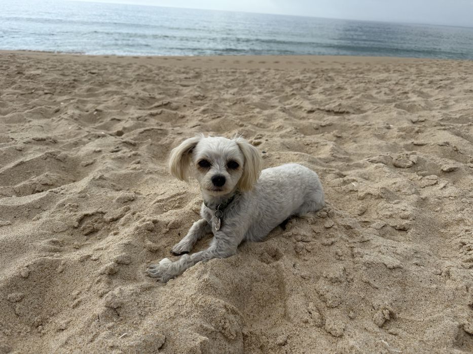 Procuro Bichon Maltês para acasalar com a minha cadela