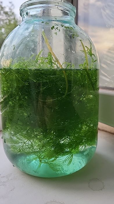 Продам роголистник