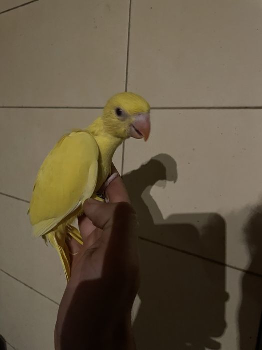 Ring Neck AZUIS E AMARELOS Muito Meigo