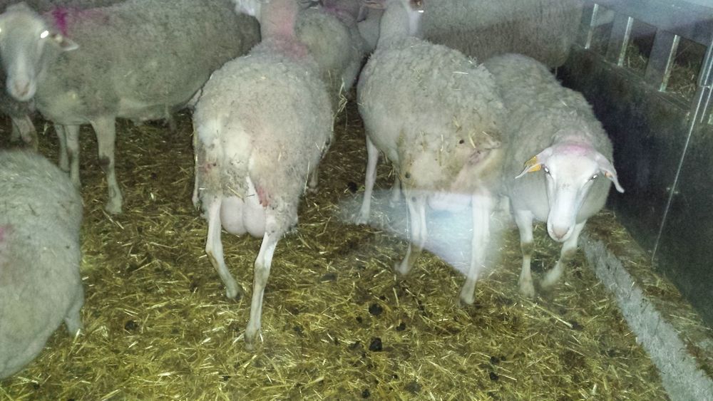 Borregas/os  Lacaune