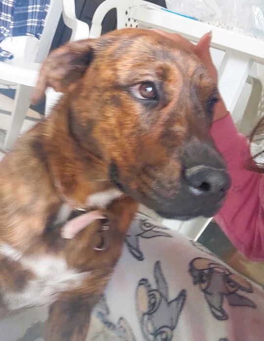 Cachorro Juvenil Arraçado de Boxer e Labrador