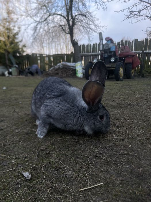 Króliki smace i samice