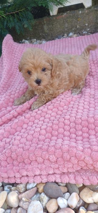 maltipoo femea pequenina