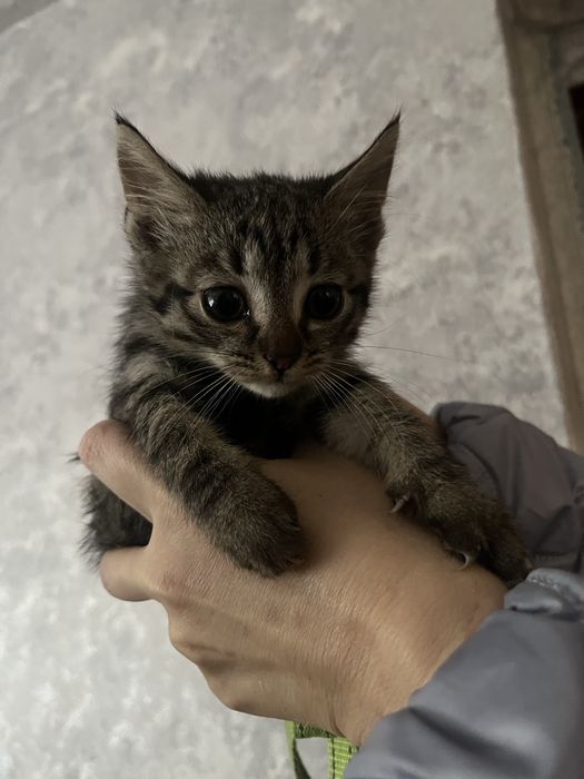 Котики в добрі руки