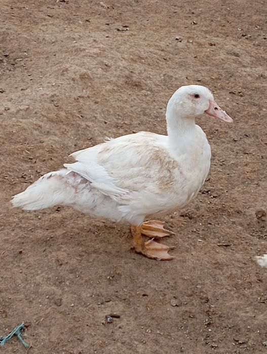 Patos prontos pra consumo