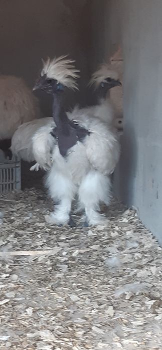 Продам кур Китайські шовкові