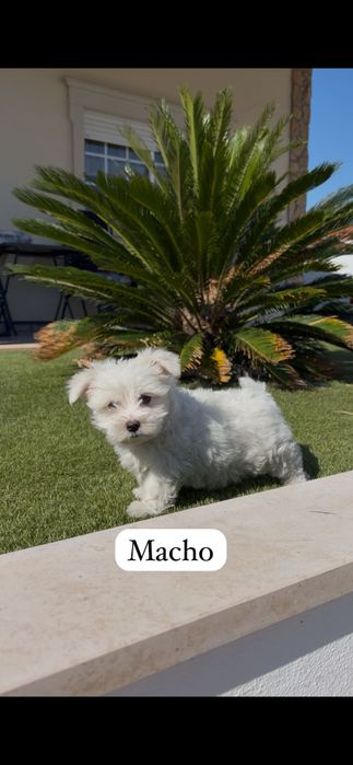 Bichon maltês macho