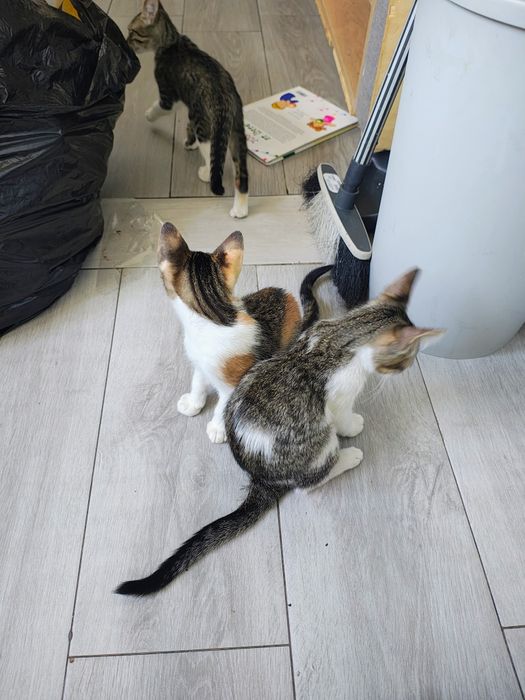 Gatos à procura de um novo lar