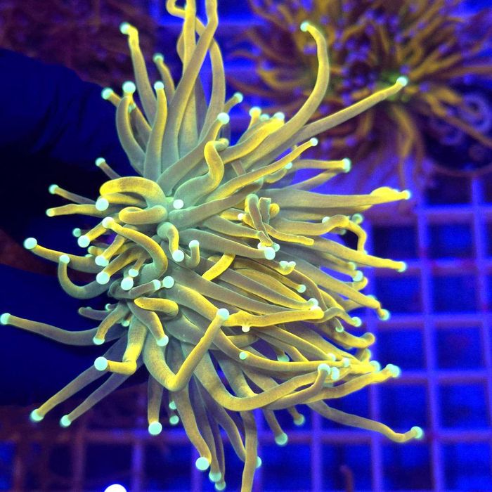 Euphyllia Glabrescens Banana Gold WYSIWYG #1