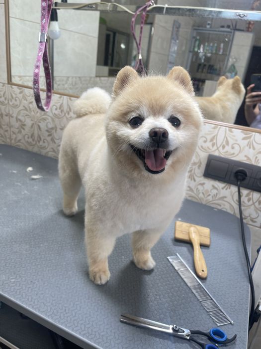 Грумінг стрижка собак та котів