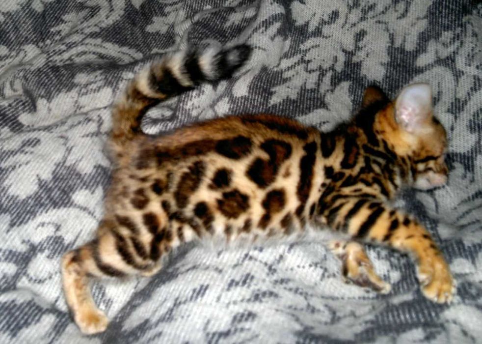 Шикарна бенгальська манюшечка з документами