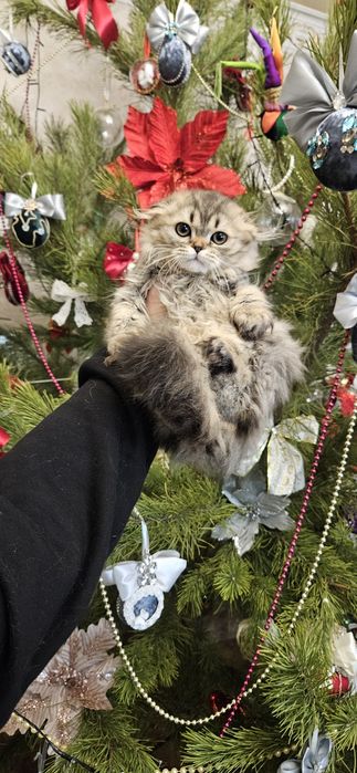 Кошечки хайленд фолд.