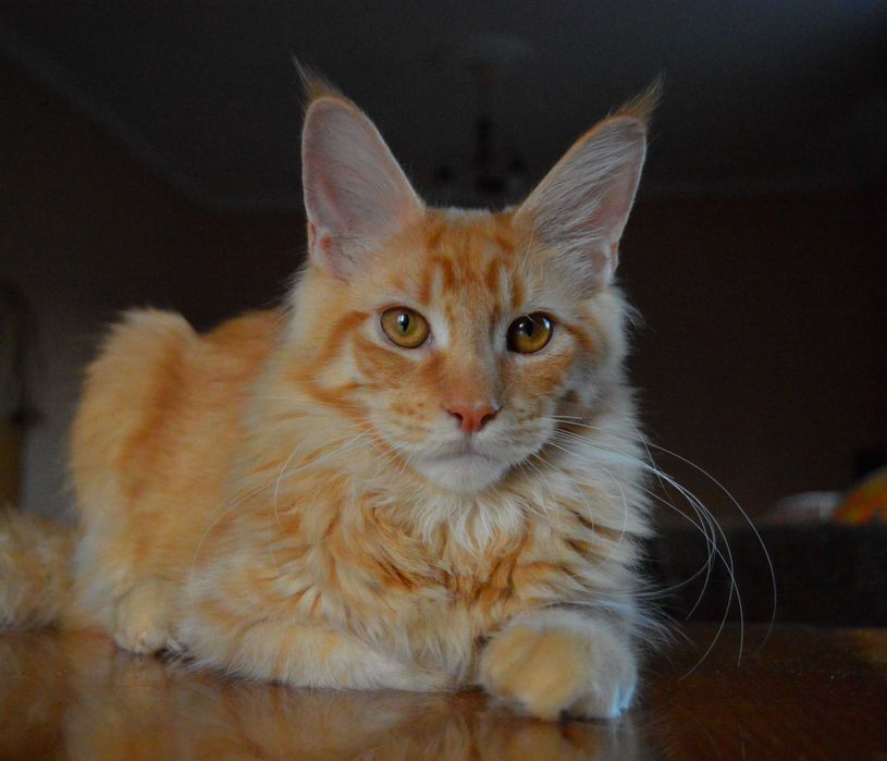 мальчик Maine Coon из именитого киевского питомника Bartalameo*UA
