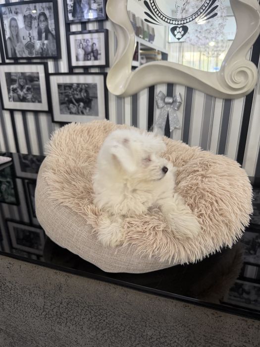 Bichon maltes femea fantastica