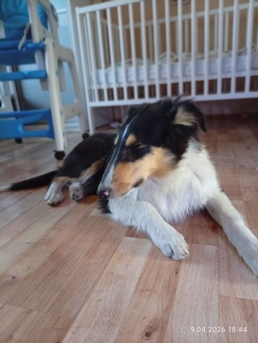 Owczarek szkocki collie