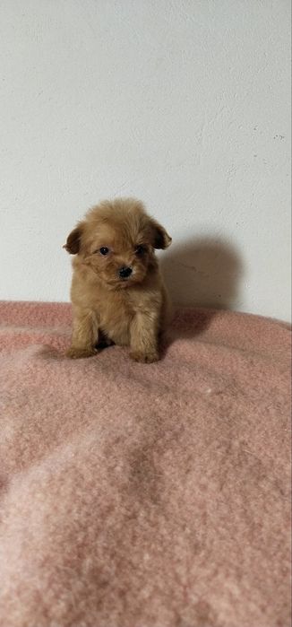 Цуценята Мальті-Пу хлопчики і дівчинка.