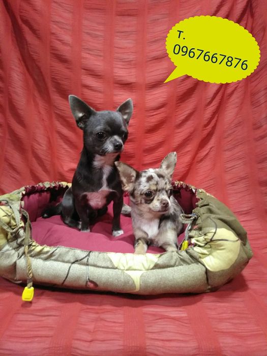 Темпераментный, опытный мальчик на вязку КСУ.