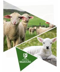 Rações milhos frangos coelhos porcos cabras poedeiras 5 e 25kg