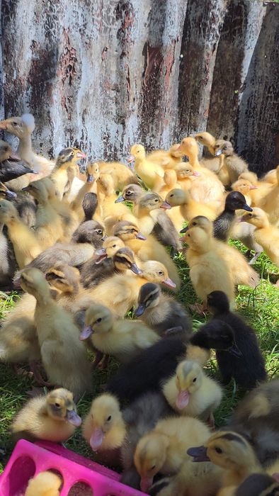 Biegus Indyjski import