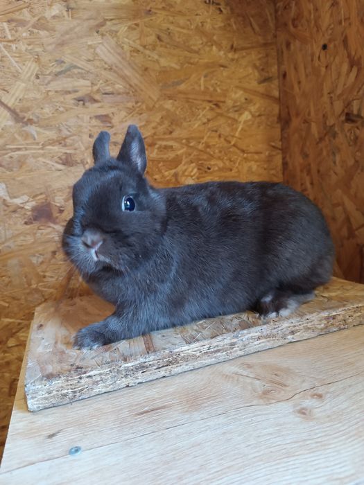 Karzełek hawana-samiczka