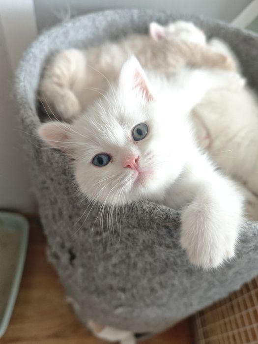 Kot  brytyjski kremowy,  biały krótkowłosy FPL FIFE