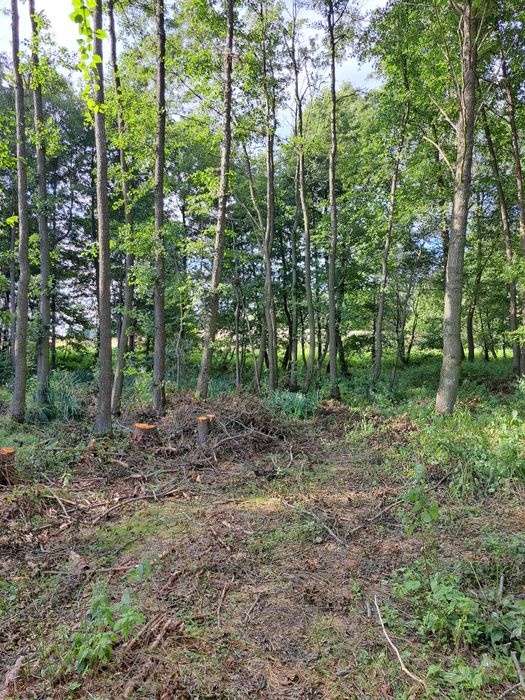 Drewno opałowe - tanio