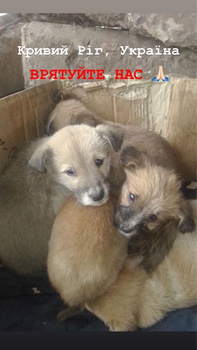 Врятуйте хоч по одному, благаю!