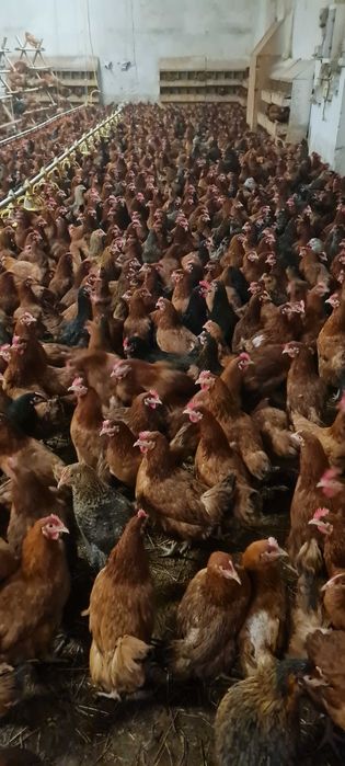 Kury Nioski z pierwszym jajkiem. 25tyg Rosa Leghorn Sonia.TRANSPORT