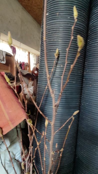 Магнолії  в контейнерах 20л