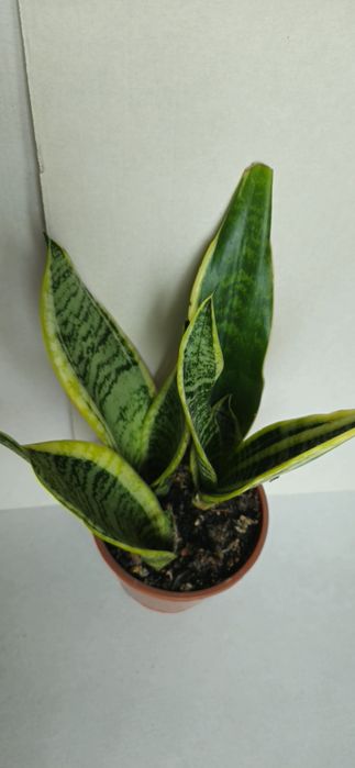 Planta Espada de São Jorge Vaso  11 cm