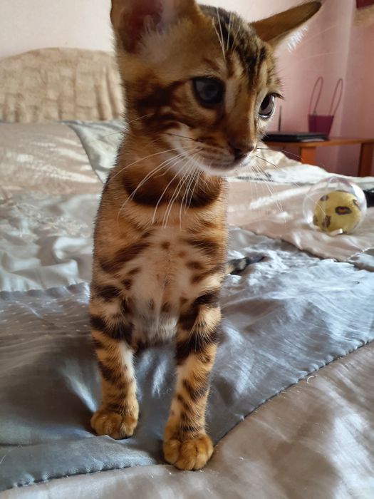 Хлопчик бенгал в улюбленці , BEN 24