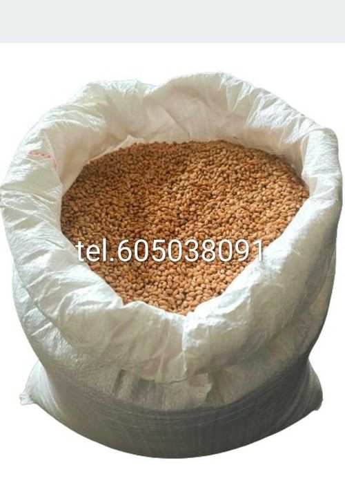 sprzedam pszenicę i owies