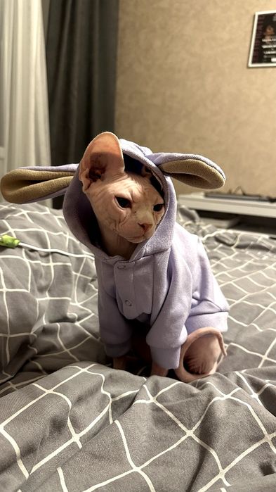 Канадський Сфінкс