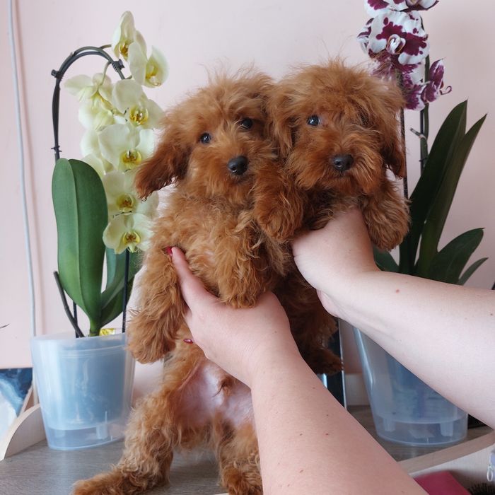 Хлопчики Мальтипу