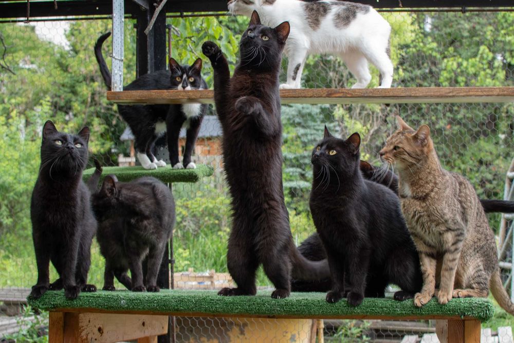 Czarny, puszysty, bardzo proludzki kocurek do adopcji za darmo