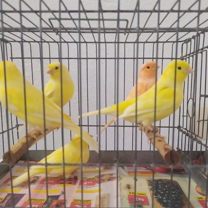 Samice żółte kanarka 2025r.