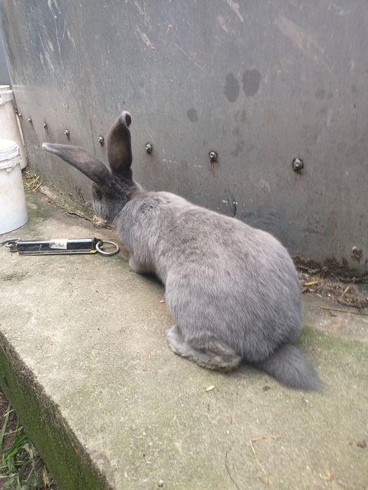 Samce. .              .