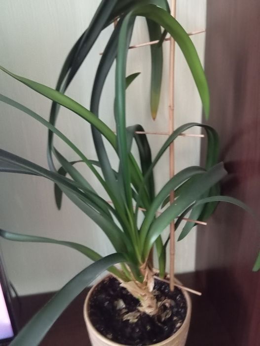 Продам кливию взрослую