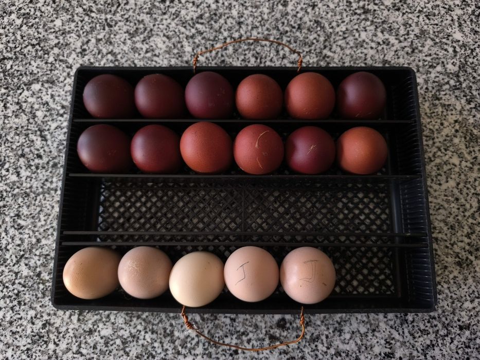 Raças Índio gigante, Marans ovos cor chocolate